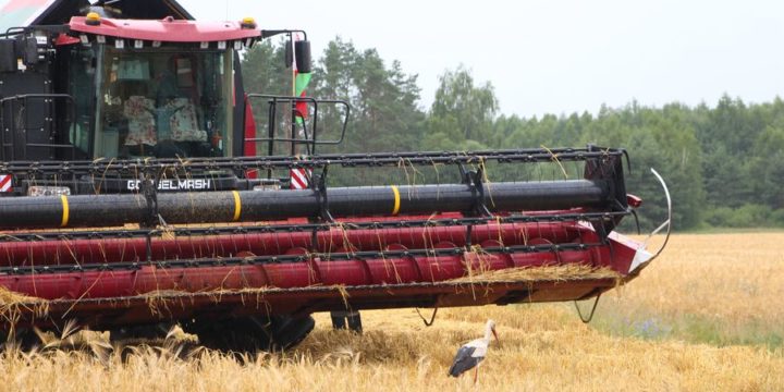 Ячменное зерно в закрома легло. Вороновский район завершил уборку озимого ячменя в числе первых в Принеманье