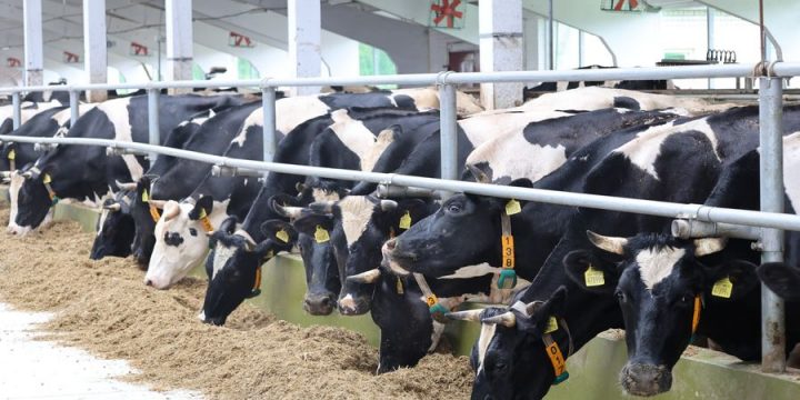Курс — на увеличение продуктивности. Приоритеты деятельности в сфере животноводства Вороновского района определили во время подведения итогов за I полугодие